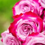 Simple gardening tips for beginners: start small, choose easy-care plants, and learn basic techniques