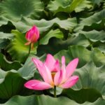 Backyard Landscaping Gardening Ideas Serene backyard landscaping ideas with colorful flowers and trendy gardening concepts