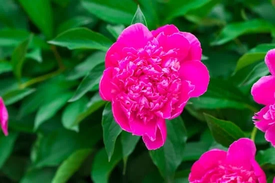 Explore innovative vegetable gardening ideas for a vibrant and productive garden