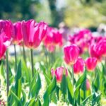 Creative landscaping ideas for small front yard gardens: maximizing space with style and functionality