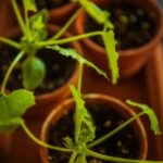 Gardening Christmas Ideas Explore festive gardening Christmas ideas for your holiday season