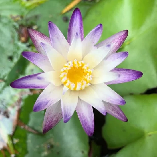 100 best gardening hacks and ideas