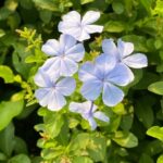 Small Space Gardening Ideas Maximize Small Space: Creative Gardening Ideas for Urban Settings
