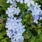 Great Gift Ideas for Gardeners Great Gift Ideas for Gardeners: Unique tools, gloves, and seeds for the green-thumbed enthusiasts