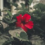 Cottage Gardening Ideas Charming COTTAGE GARDENING IDEAS: floral borders, rustic pathways, and whimsical vintage decor for your outdoor space