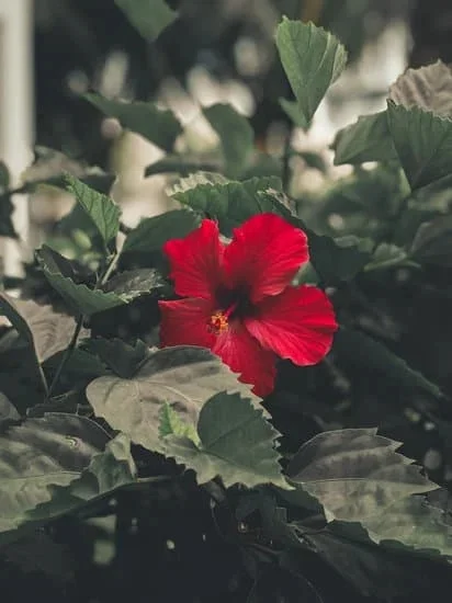 Charming COTTAGE GARDENING IDEAS: floral borders, rustic pathways, and whimsical vintage decor for your outdoor space