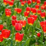 Flower Gardening Ideas Lush flower garden designs to inspire your creativity and create a stunning floral paradise at home