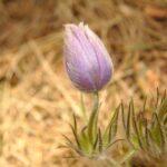 Hosta varieties for shade loving gardens, landscaping, and container gardening ideas