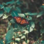 Ideas for Container Gardens Flowers - Vibrant Flowers for Container Gardens: Ideas for Stunning Floral Displays