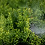 Winter Gardening Ideas Winter Gardening Ideas: Choosing Cold-Tolerant Plants and Protecting Soil for a Thriving Garden