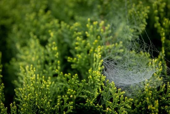 Winter Gardening Ideas 1 Winter Gardening Ideas: Choosing Cold-Tolerant Plants and Protecting Soil for a Thriving Garden