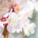 Creative designs and plant combinations for borders in gardens - Ideas for Borders in Gardens