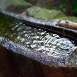 Creative Container Gardening Ideas for Shade: A Guide to Growing in Limited Light Spaces