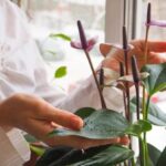 Gardening Ideas for Seniors Accessible gardening ideas for seniors - creating a safe and enjoyable outdoor space