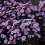 Explore creative Animal Crossing gardening ideas for your virtual island paradise