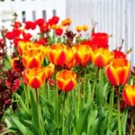 Gardening Terrace Ideas Transform your space with stunning gardening terrace ideas for a serene outdoor oasis