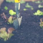 Transform your outdoor space with these inspiring woodland gardening ideas