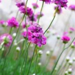 Home gardening design ideas: beautiful landscaping, DIY projects, and sustainable outdoor spaces inspiration