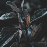 Colorful flower arrangements to enhance your rock garden - Flowers for rock garden ideas