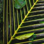 Vegetable Container Gardening Ideas Creative Vegetable Container Gardening Ideas: Maximizing Space and Variety for Urban Gardeners