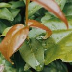 Outdoor Container Gardening Ideas Creative outdoor container gardening ideas for small spaces and beginners