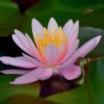 Transform your outdoor space with these creative Gardening Ideas with Pallets designs for a sustainable garden