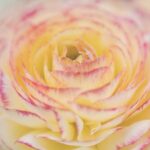 Does Idea Spectrum Have Gardens Image of beautiful gardens at Idea Spectrum, offering a variety of landscaping ideas and solutions