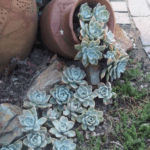 Ideas for Front Gardens Uk Beautiful and functional front garden ideas for UK homes