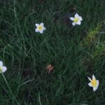 Diy Gardens Ideas DIY gardening ideas for small spaces and beginners - creating a beautiful and sustainable garden