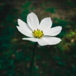 DIY creative gardening ideas: Transform your backyard with unique projects & sustainable techniques