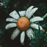 Gardening Simple Ideas Easy gardening tips for beginners: Gardening simple ideas to start your own beautiful garden