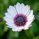 Ideas for Gardens Low Maintenance Simple and easy garden ideas for low maintenance - IDEAS FOR GARDENS LOW MAINTENANCE