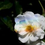 Dollar Store Gardening Ideas Dollar Store Gardening Ideas: Thrifty outdoor decor, DIY planters, and budget-friendly landscaping inspiration for small spaces