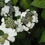 Garden Design Ideas for Large Gardens Sprawling garden landscape with unique features for large outdoor spaces - Garden Design Ideas for Large Gardens