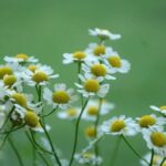 Brighten your space with these flower gardening ideas for home: FLOWER GARDENING IDEAS FOR HOME