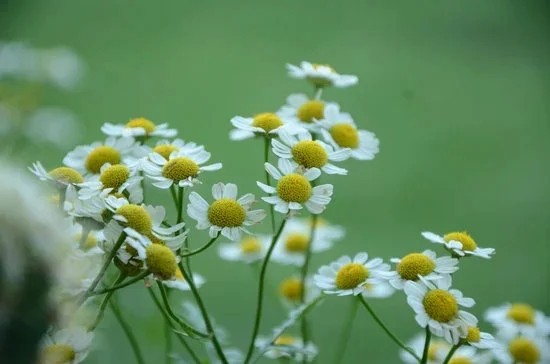Brighten your space with these flower gardening ideas for home: FLOWER GARDENING IDEAS FOR HOME