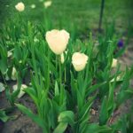 Better Homes and Gardens Front Yard Landscape Ideas Beautiful Front Yard Landscape Ideas from Better Homes and Gardens