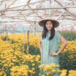 Hedging Ideas for Front Gardens: creative landscaping tips for a vibrant outdoor space