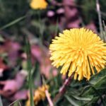 Spring Gardening Ideas Explore SPRING GARDENING IDEAS: planting, landscaping, and DIY projects to spruce up your outdoor space