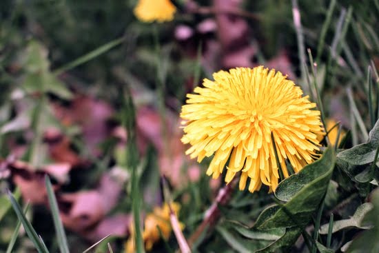Spring Gardening Ideas 1 Explore SPRING GARDENING IDEAS: planting, landscaping, and DIY projects to spruce up your outdoor space