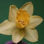 Tiered Gardening Ideas Tiered garden for small spaces with plant variety - TIERED GARDENING IDEAS