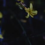 Container Gardening Ideas Pinterest Container Gardening Ideas Pinterest: Creative urban garden designs, small space solutions, and DIY planters