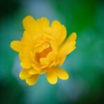 Ideas for Flower Gardens Vibrant ideas for flower gardens: a mix of colorful blooms and creative landscaping