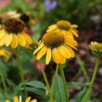 vegetable gardening layout ideas