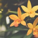 Gardening Ideas for Spring Colorful flower arrangements and landscaping tips: Gardening Ideas for Spring