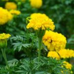 Gardening Ideas With Pots Creative gardening ideas with pots: small space gardening, DIY container gardening, vertical garden designs