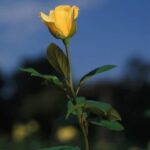 Christmas Ideas for Gardeners Explore unique Christmas ideas for gardeners, from festive outdoor decor to practical gardening tools