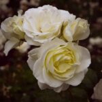 Water Features for Gardens Ideas Inspiring Water Features for Gardens Ideas: Enhance Your Outdoor Space with Beautiful Fountains and Ponds