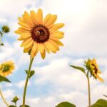 Gardens Ideas Gardens Ideas: inspiration for botanical landscapes, outdoor gardening, and creative green spaces