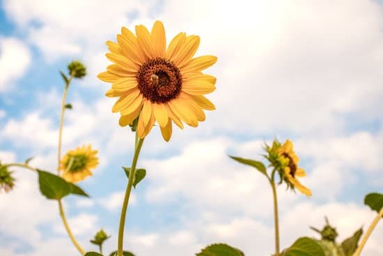Gardens Ideas 1 Gardens Ideas: inspiration for botanical landscapes, outdoor gardening, and creative green spaces
